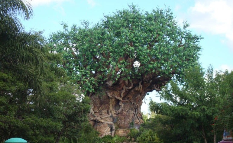 Animal Kingdom Animal Kingdom