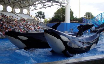 seaworld orlando